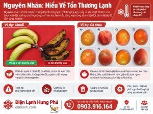 Trái cây trong kho mát bị thâm đen, úng mềm dù cài đúng nhiệt độ? Tìm hiểu hiện tượng tổn thương lạnh